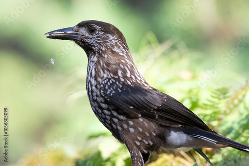 Bird Nutcracker Nucifraga caryocatactes autumn time forest pond Knyszynska Primeval Forest north part Poland Europe bird drinking water photo