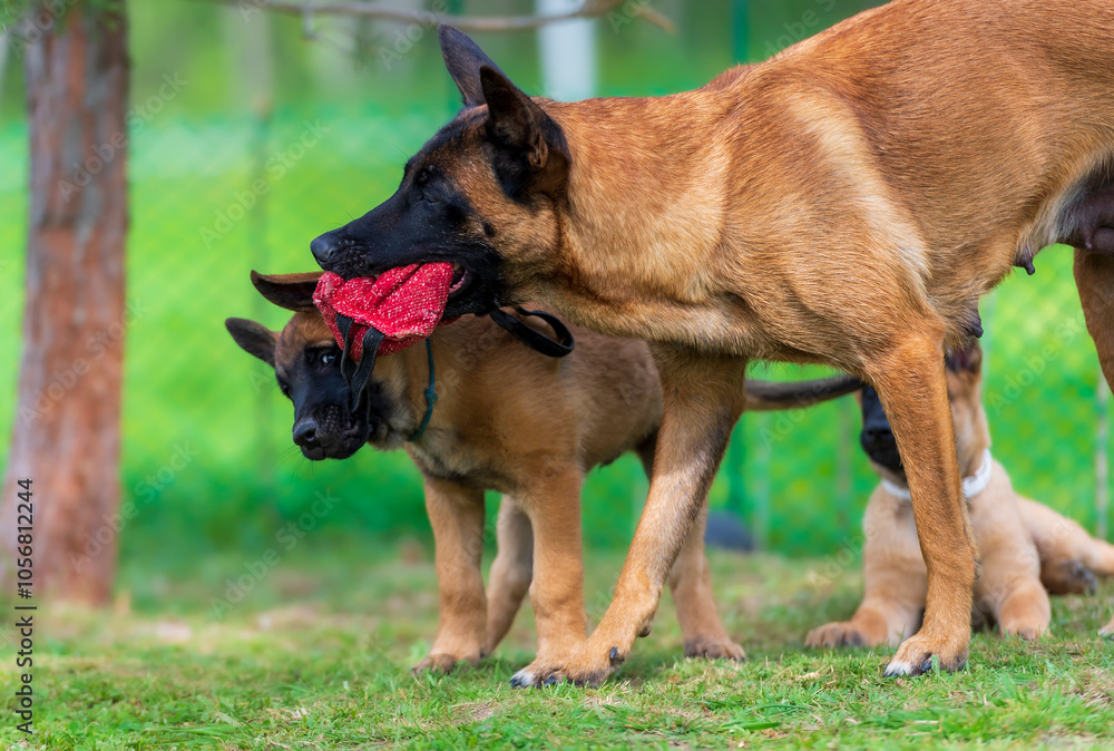 Belgian Shepherd malinois puppy and its mother playing together in the garden. Selective focus. Belgian Shepherd malinois puppy and its mother playing together in the garden. Selective focus.
