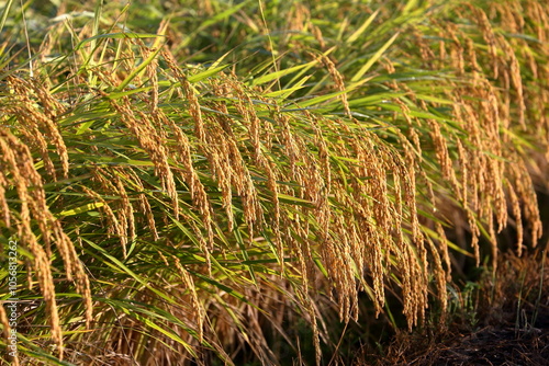 頭をたれる山田錦