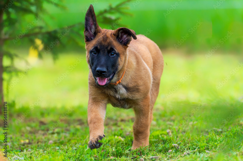 Funny belgian shepherd Malinois puppy running on the green grass in the park and looking at the camera Funny belgian shepherd Malinois puppy running on the green grass in the park and looking at the camera