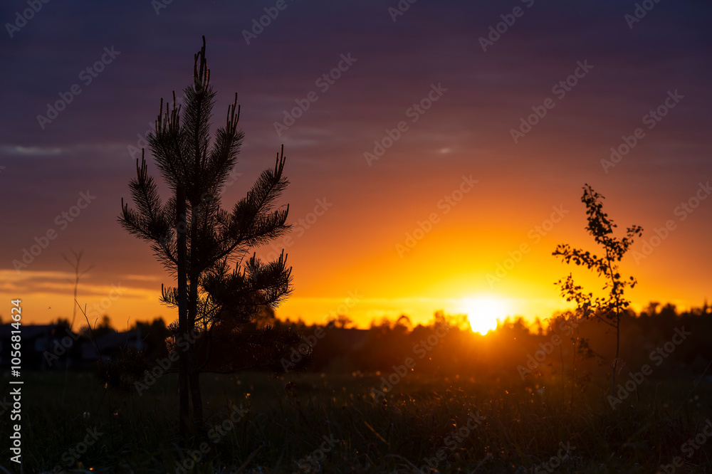 Fototapeta premium Sunset over a meadow with grass and trees in the foreground