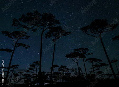 Night sky with stars at pine tree forest , Phu Soi Dao National Park, Uttaradit, Thailand photo