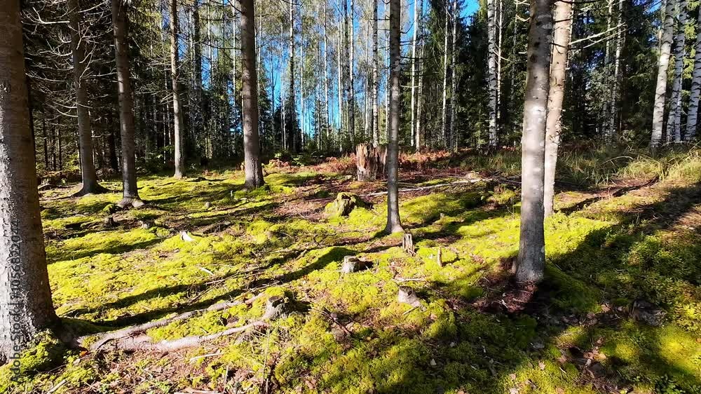Deforestation cut down tree trunks next to healthy evergreen spruce forest Deforestation cut down tree trunks next to healthy evergreen spruce forest