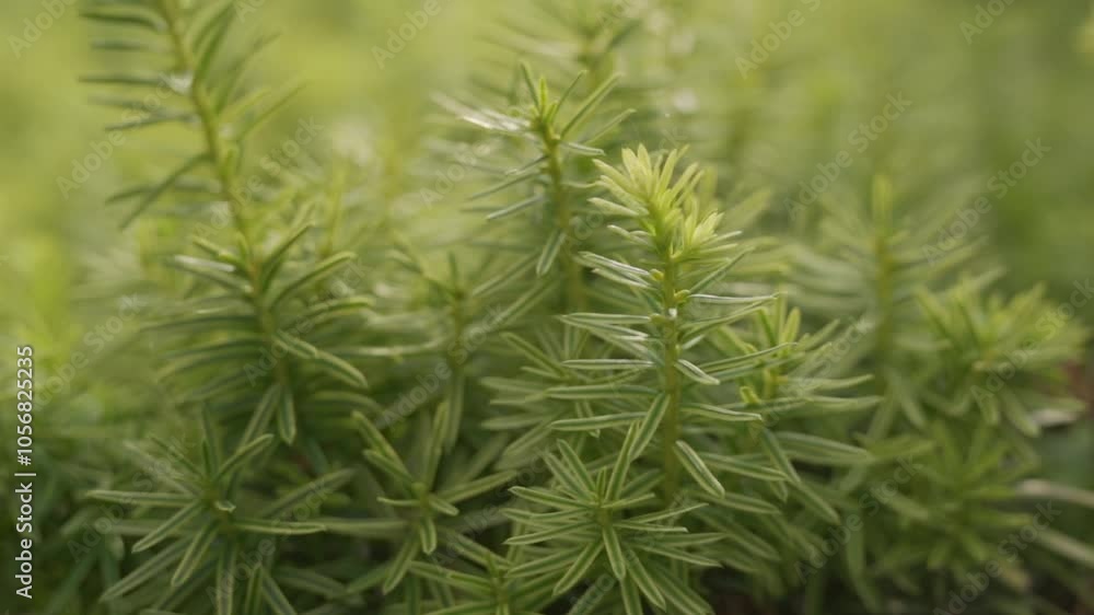 Greenery Plants In A Natural Forest Landscape During Summer. Shallow Depth Of Field Close Up Shot. Greenery Plants In A Natural Forest Landscape During Summer. Shallow Depth Of Field Close Up Shot.