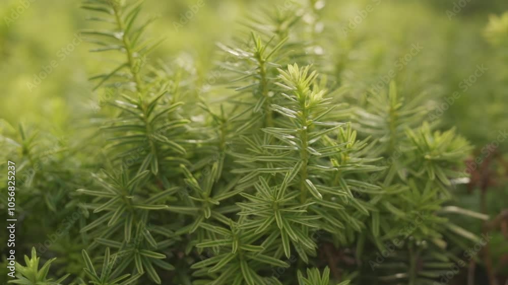 Close Up Shot Of A Tree With Green Foliage In A Forest Conservation Landscape, Shallow Depth Of Field. Close Up Shot Of A Tree With Green Foliage In A Forest Conservation Landscape, Shallow Depth Of Field.