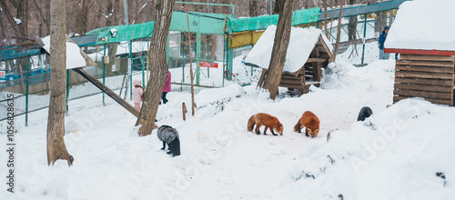 Cute fox on snow in winter season at Zao fox village, Miyagi prefecture, Japan. landmark and popular for tourists attraction near Sendai, Tohoku region, Japan. Travel and Vacation concept photo