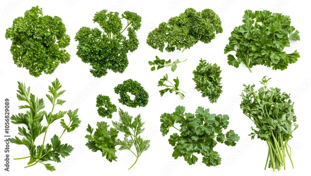 Fototapeta premium Fresh Green Parsley Collection