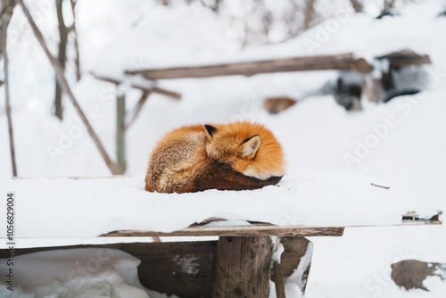 фотографія Cute fox on snow in winter season at Zao fox village, Miyagi prefecture, Japan