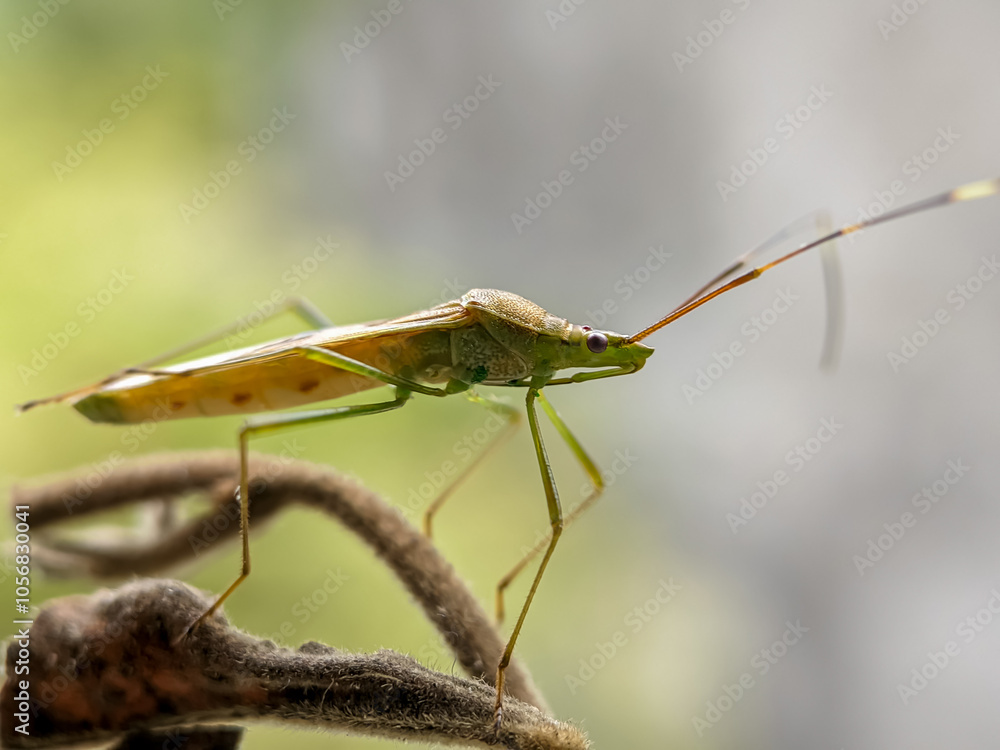 Insect On Rice Field The rice pest insect Leptocorisa oratoria or rice ear bug is from the ...