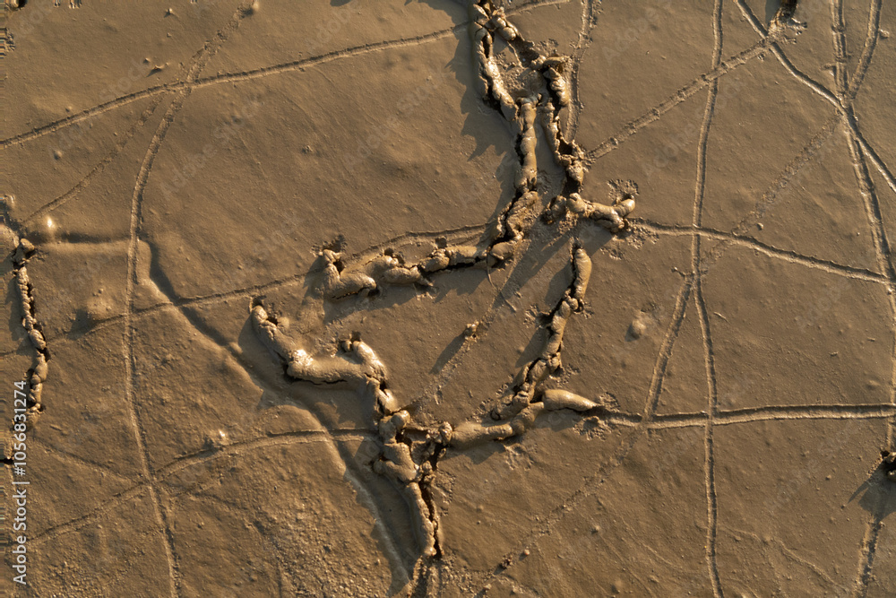 Worms earth soil close up tunnel excavation