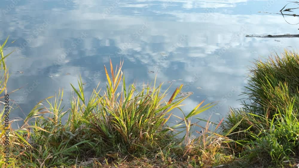 Yellow green fall grass on shore of pond. Clouds and reflection in water, nature. Rural landscape and seasons. Yellow green fall grass on shore of pond. Clouds and reflection in water, nature. Rural landscape and seasons.