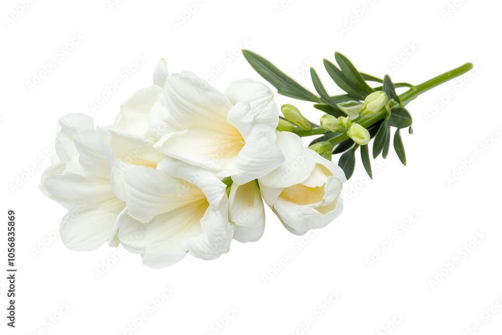 White Freesia Flowers: Delicate Blooms and Natural Beauty White Freesia Flowers: Delicate Blooms and Natural Beauty