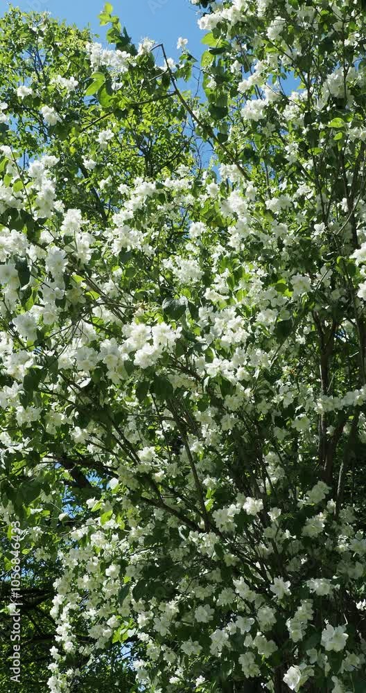 (Philadelphus inodorus) Grey stems of scentless mock-orange shrub bending slightly in the wind, clothed with panicles of white flowers above dark green, veined leaves with serrated margins (Philadelphus inodorus) Grey stems of scentless mock-orange shrub bending slightly in the wind, clothed with panicles of white flowers above dark green, veined leaves with serrated margins
