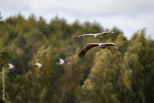 Kraniche beim morgentlichen Anflug an die Futterplätze