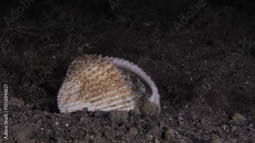 Coconut Octopus - Amphioctopus marginatus lives in a shell. Underwater life of Tulamben, Bali, Indonesia.	 photo