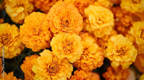 Close-up of a Cluster of Vibrant Yellow Marigold Flowers