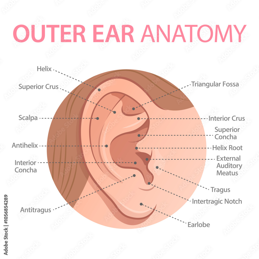Fototapeta premium Educational infographic showing external ear anatomy. Schematic representation of the auricle with labeled parts on white background.