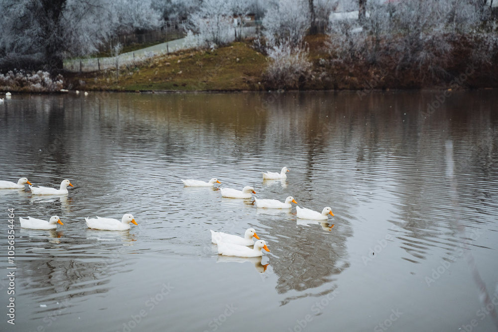A serene and tranquil winter scene unfolds as several ducks gracefully swim in a frosty lake, which beautifully reflects a frostcovered landscape A serene and tranquil winter scene unfolds as several ducks gracefully swim in a frosty lake, which beautifully reflects a frostcovered landscape