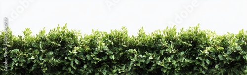 Vibrant Green Plant Hedge