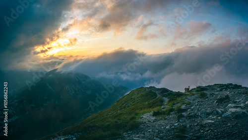Fototapeta Naklejka Na Ścianę i Meble -  Sunset in Tatras on Bystra with a rupicabra in background
