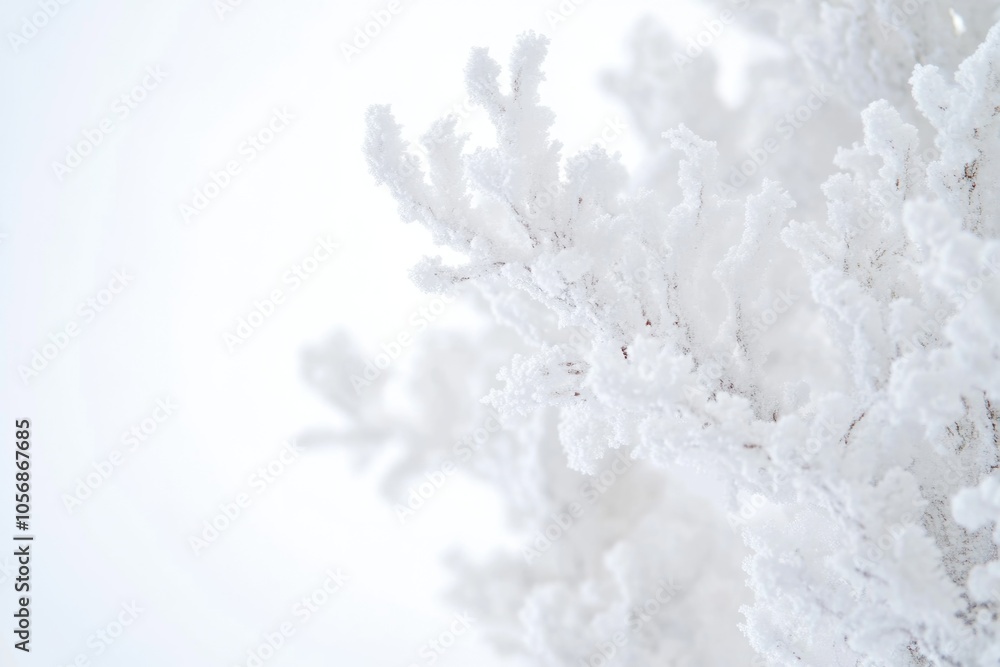 A detailed view of a snow-covered plant, great for winter-themed designs and compositions A detailed view of a snow-covered plant, great for winter-themed designs and compositions