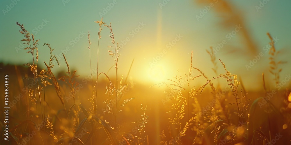 A serene landscape with the sun setting behind tall grass, perfect for nature and outdoor themes A serene landscape with the sun setting behind tall grass, perfect for nature and outdoor themes