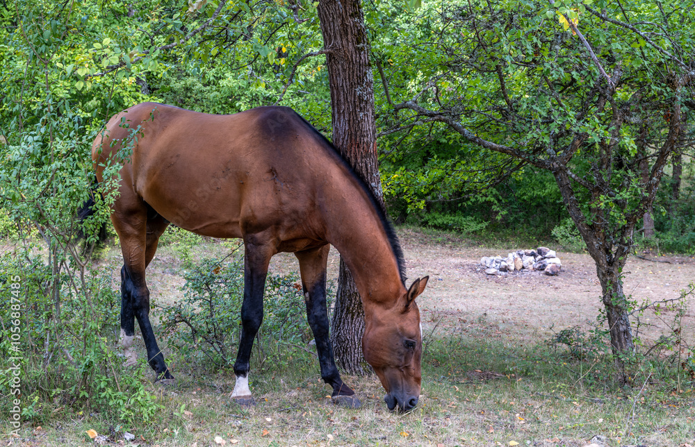 A horse eats grass in the forest in a clearing. A horse eats grass in the forest in a clearing.