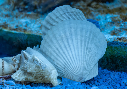 Shells in the aquarium water in close-up. photo