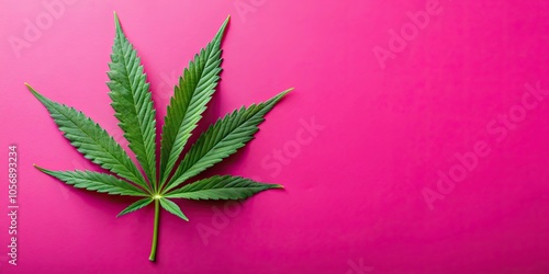 Hemp or cannabis leaf isolated on bright pink background, cannabis, hemp, plant, leaf, isolated, vibrant, colorful