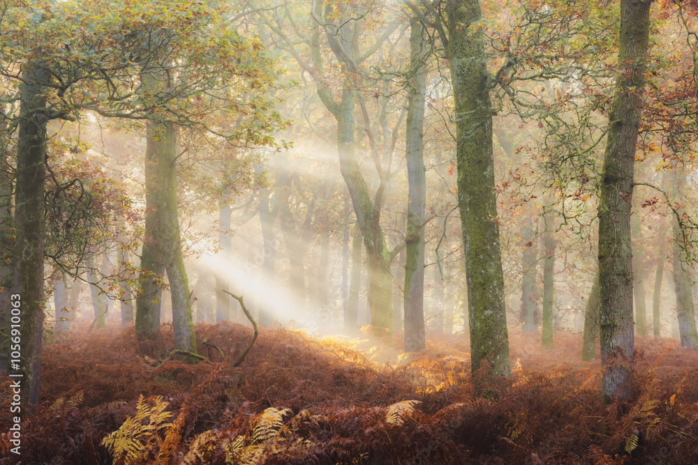 Obraz premium Misty autumn forest woodland with European Oak (Quercus robur) trees surrounded by golden bracken in Kinclaven, Perthshire, Scotland.