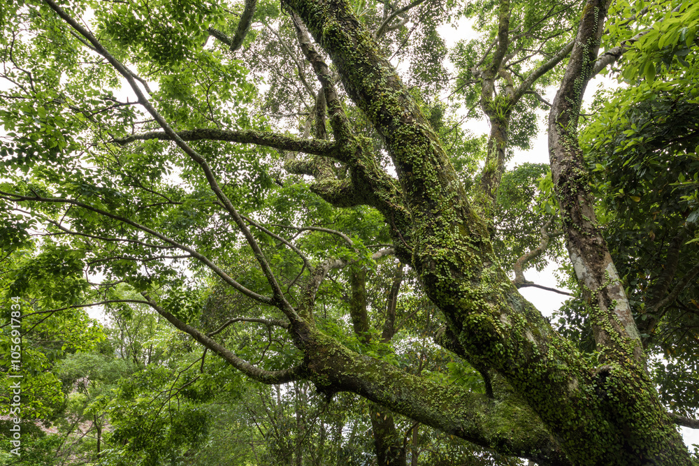 Naklejka premium マメヅタの這う新緑のエノキの大木