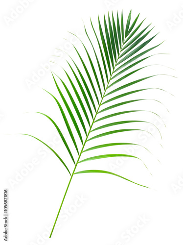 Single fresh palm leaf isolated on white background. photo