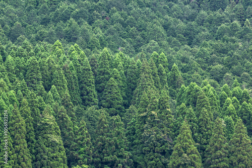 Photos 針葉樹林の遠景