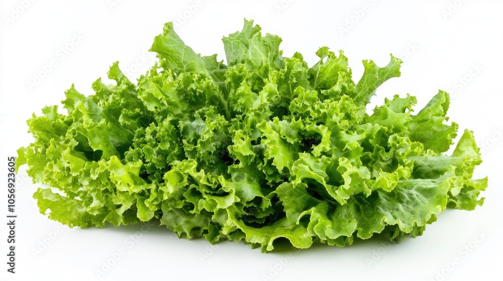 Fresh green oak leaf lettuce on a white background Fresh green oak leaf lettuce on a white background