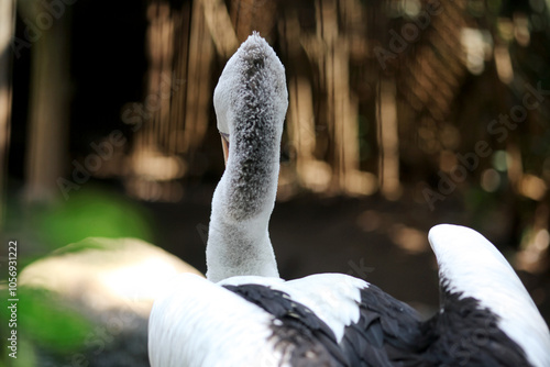 Back view of Australian pelican (Pelecanus conspicillatus) in The Zoo Cage photo