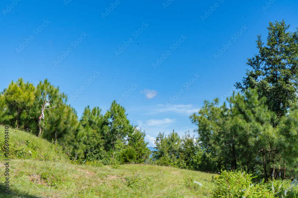 Hiking in the Shivapuri National Park of Kathmandu Nepal Natural Flora Landscapes of Tarebhir with goats and herd in distant Hiking in the Shivapuri National Park of Kathmandu Nepal Natural Flora Landscapes of Tarebhir with goats and herd in distant