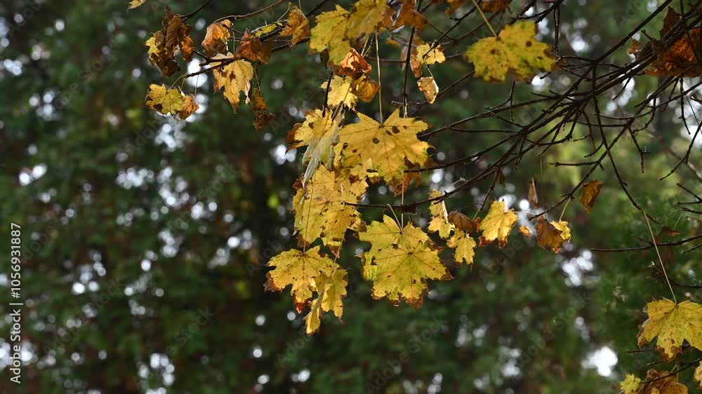 Yellow Autumn Leaves Against Green Bokeh Background Yellow Autumn Leaves Against Green Bokeh Background