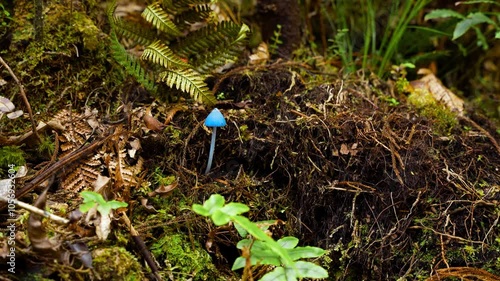 Entoloma hochstetteri, also known as the blue pinkgill, sky-blue mushroom nestled among forest vegetation photo