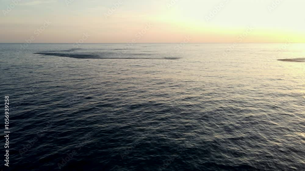 Masses of schooling fish cause ocean surface disturbance, sunset drone view Masses of schooling fish cause ocean surface disturbance, sunset drone view