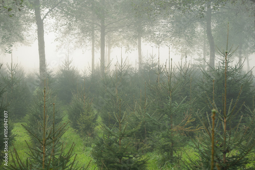 Christmas or evergreen pine trees growing in a nursery in a foggy forest scene in late autumn, no people