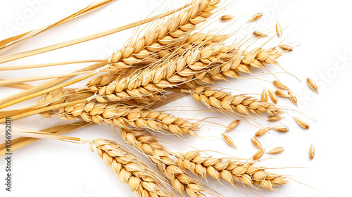 Barley Seeds isolated on pure white background