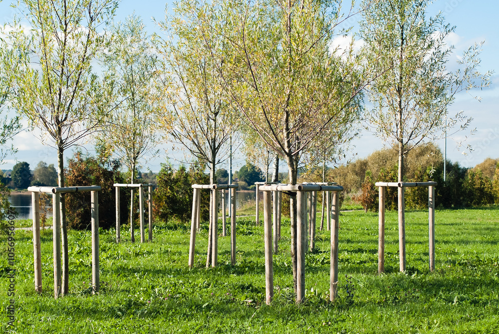 The photo shows tree seedlings in the park The photo shows tree seedlings in the park