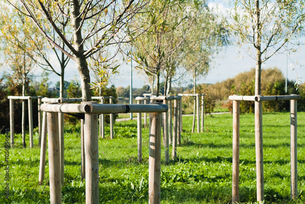 The photo shows tree seedlings in the park The photo shows tree seedlings in the park