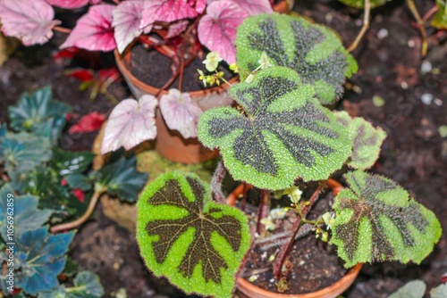 Beautiful and vibrant plant leaves with unique and intriguing patterns