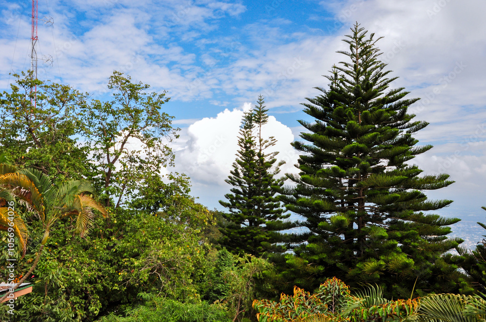 Fototapeta premium pine trees in the mountains