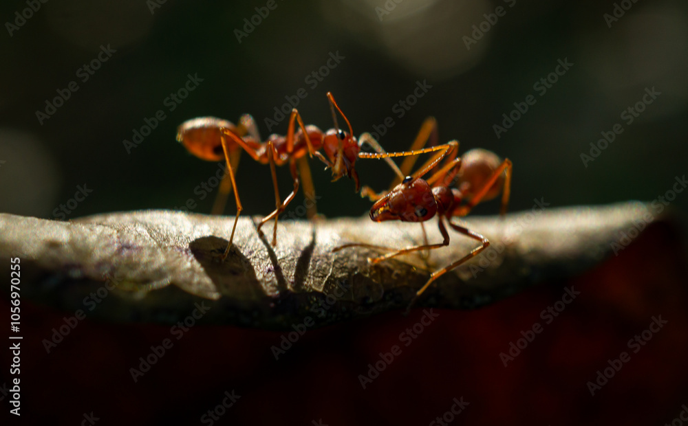 red ant in the forest red ant in the forest