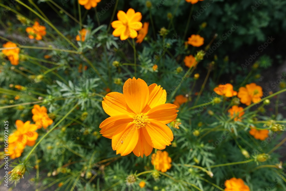 Bright orange flowers of Cosmos sulphureus in July Bright orange flowers of Cosmos sulphureus in July