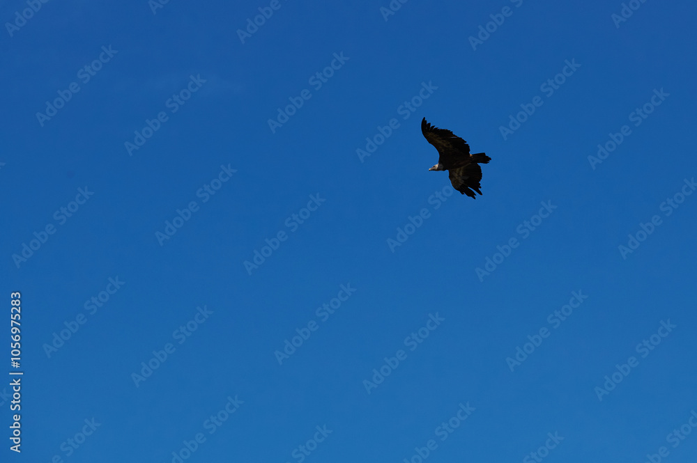 Solitary bird soaring in vibrant clear blue sky Solitary bird soaring in vibrant clear blue sky