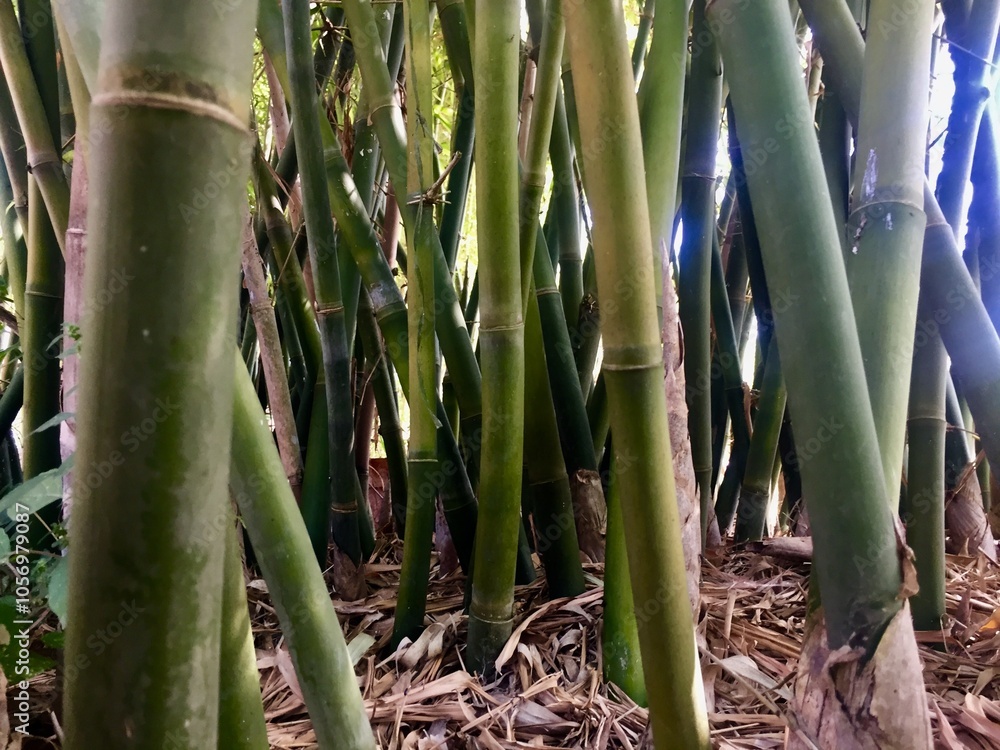 Fototapeta premium bamboo