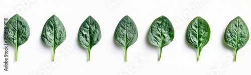 Fresh Spinach Leaves Arrangement photo